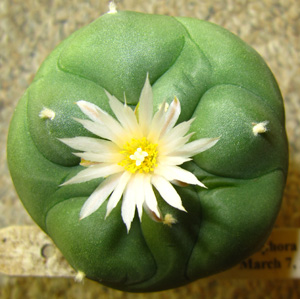 Lophophora Diffusa in flower